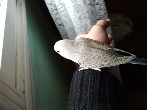 Pulli fuori dal nido!